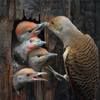 ramis_khan26